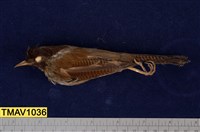 藏品(紋翼畫眉)的圖片